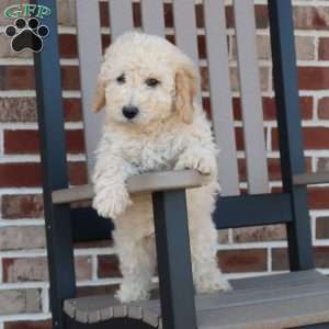 Gina, Mini Goldendoodle Puppy